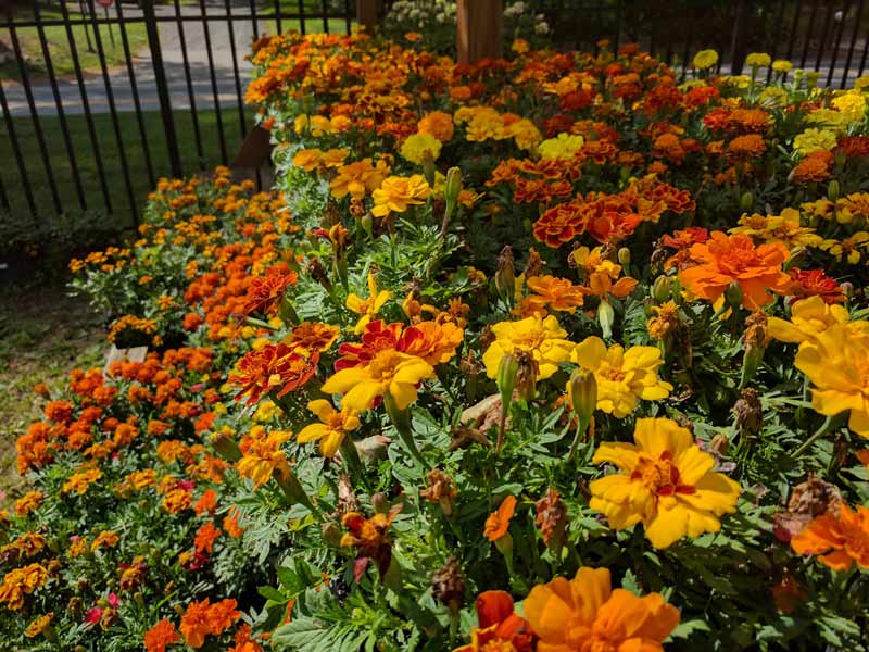 Annuals in Flats, Baskets, and Pots Country Mile Gardens