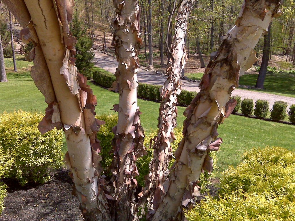 Dura Heat River Birch Betula nigra 'Dura Heat' Country Mile Gardens