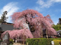 Gorgeous Weeping Higan Cherry Tree at maturity Gorgeous Weeping Higan Cherry Tree at maturity