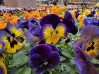 Pansies