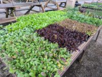 vegetables-march-2