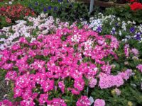 petunias