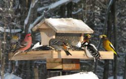 birdfeederinsnow Birds eating seed at a feeder in the snow