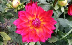 fbdahlia Dinner plate Dahlia flower