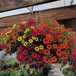 Calibrachoa Basket Mixed Calibrachoa hanging basket