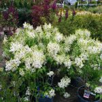White Lilacs Fragrant White Lilacs in full bloom.