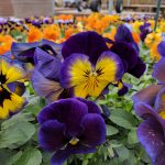 Pansies Pansy flowers up close