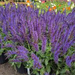 May Knight Salvia in full flower. May Knight Salvia in full flower.