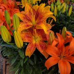 Tiger Lily Asiatic Lily in flower.
