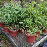 Huge Tomatoes in 8 inch pots Heirloom tomatoes in large pots.