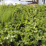 Cold season herbs Cold season herbs