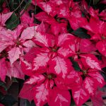 A Ruby Frost Poinsettia A Ruby Frost Poinsettia