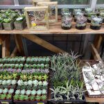 Small Succulents Tillandia and Cactus Plants Small Succulents Tillandia and Cactus Plants