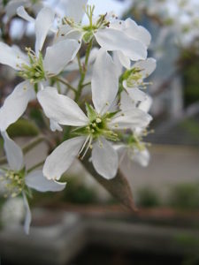 Autumn Brilliance Shadblow Serviceberry Amelanchier canadensis 'Autumn