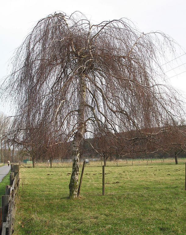 Young's Weeping Birch Betula pendula 'Youngii' Country Mile Gardens
