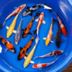 Assorted Koi Assorted Standard Koi