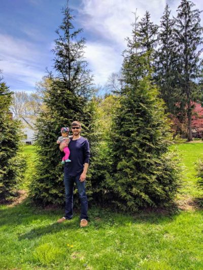 Deer Resistant Evergreens For Privacy Screen Country Mile Gardens Deer Resistant Evergreens For Privacy