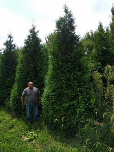 Deer Resistant Evergreens For Privacy Screen Country Mile Gardens Thuja Plicata Virescens
