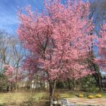 Okame Cherry Tree shape/habit while not fully mature Okame Cherry Tree shape/habit while not fully mature