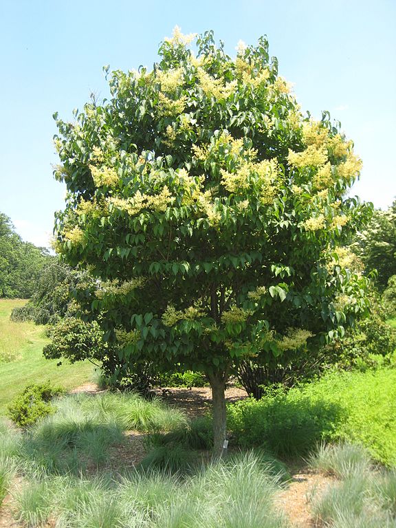 Japanese Tree Lilac Syringa reticulata Country Mile Gardens