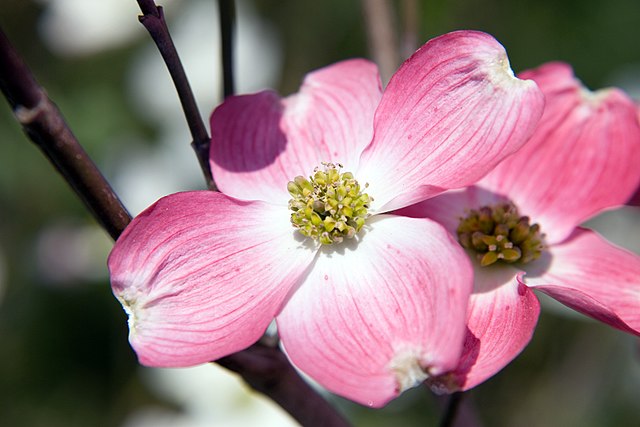 cherokee brave dogwood full sun cherokee brave dogwood full sun