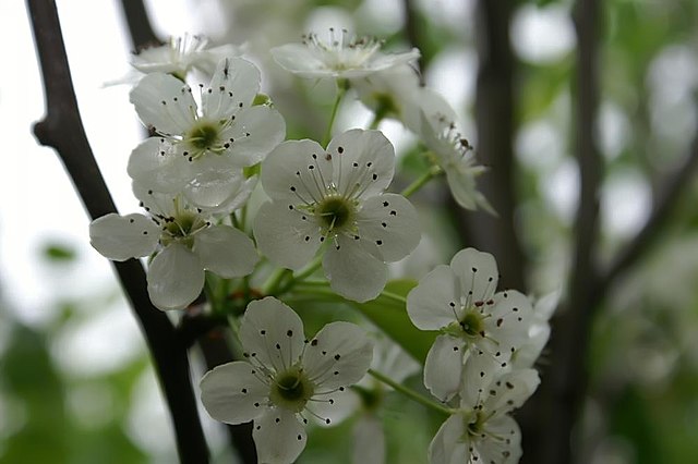 Redspire Pear Pyrus calleryana ‘Redspire’ | Country Mile Gardens
