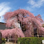 Gorgeous Weeping Higan Cherry Tree at maturity Gorgeous Weeping Higan Cherry Tree at maturity