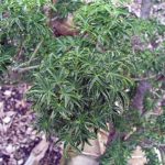 Lions Head Japanese Maple