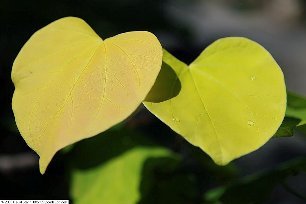 Cercis Canadensis Hearts Of Gold Redbud Gold Leaf Redbud Cercis
