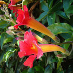 Trumpet shaped flowers Trumpet shaped flowers