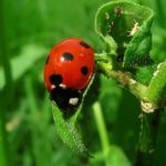 Ladybug eating aphids