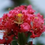 Tuscarora Crape Myrtle coral pink flower bloom up close Tuscarora Crape Myrtle coral pink flower bloom up close