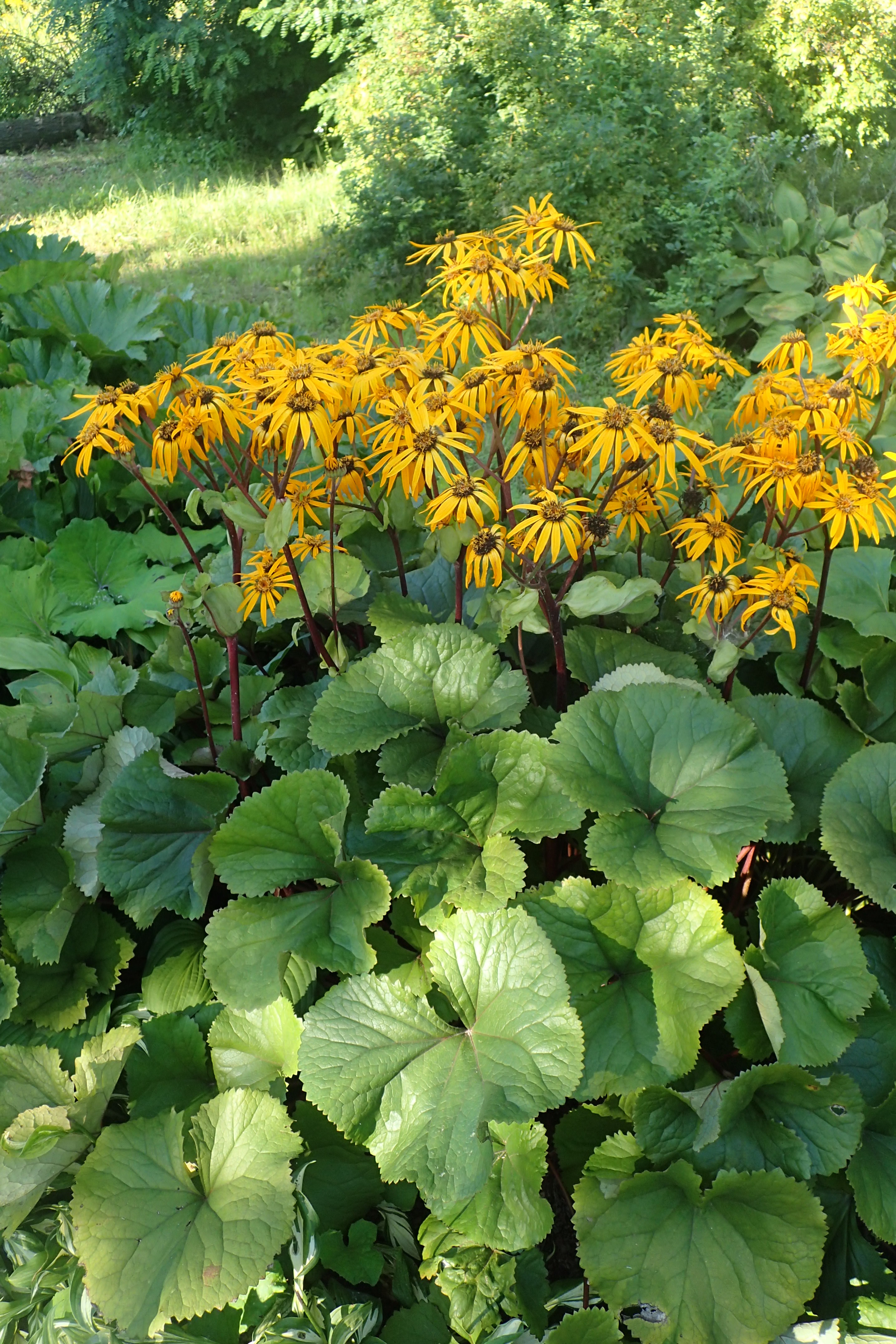 Othello Ligularia (leopard plant) Ligularia dentata 'Othello' | Country ...