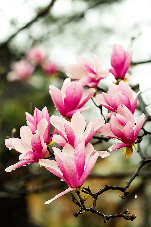 Saucer Magnolia Magnolia x soulangiana Country Mile Gardens