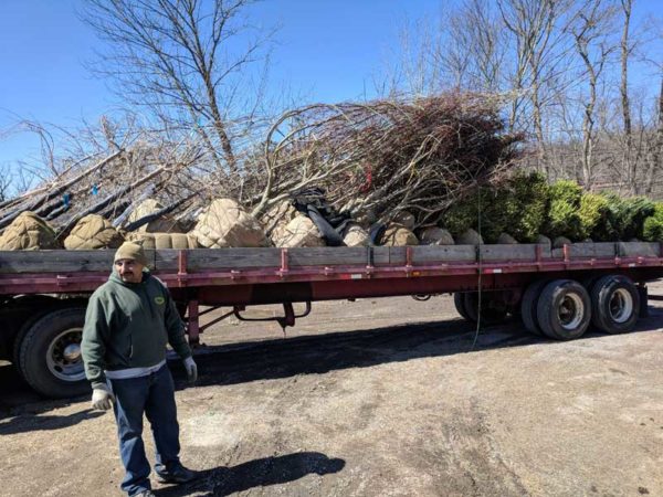 First trees and boxwoods of spring