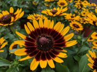 black-eyed-susan