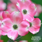 ShopDogwood