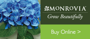 monrovia buy online hydrangea