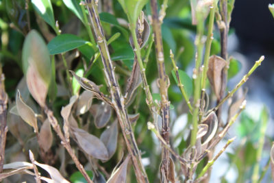boxwood blight
