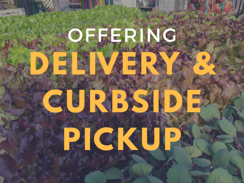 delivery and curbside