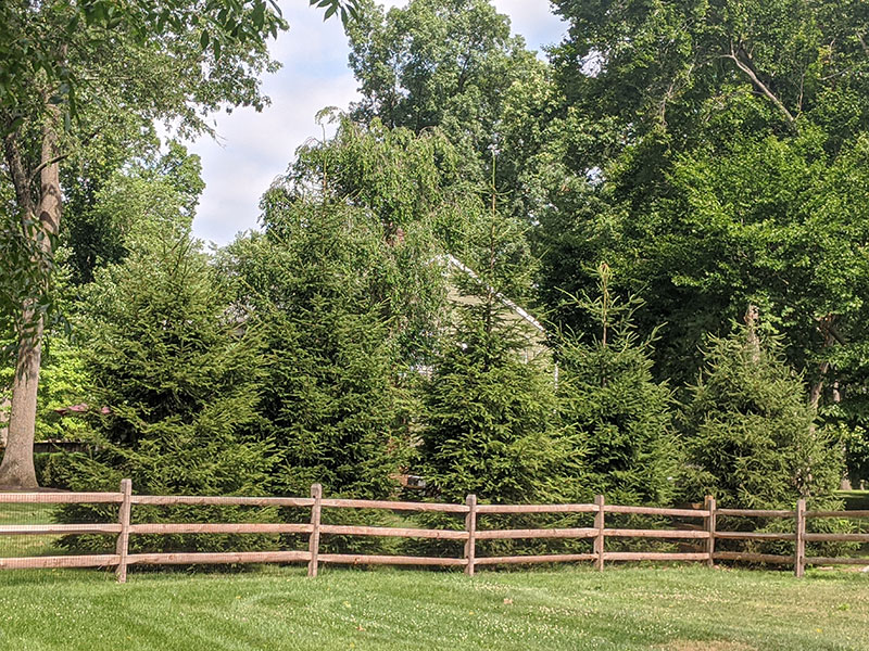 Deer Resistant Evergreens for Privacy Screen Country Mile Gardens